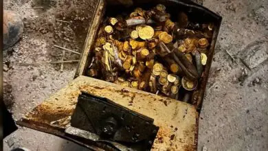 Caja repleta de monedas de oro