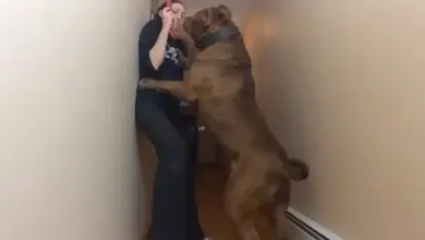 Hulk, a dos patas