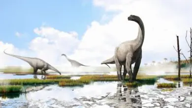 Un dinosaurio llevará el nombre de Andrés Iniesta