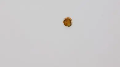 Pickle, la obra de arte basada en un pepinillo pegado al techo