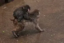 El mono Punch, a caballito de otro mono