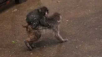 El mono Punch, a caballito de otro mono