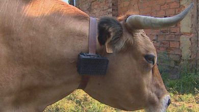 El ahuyentalobos, invento asturiano para proteger el ganado