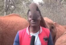 Un bebé elefante interrumpe a un reportero en una televisión de Kenia