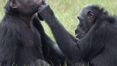 Los chimpancés se ayudan curándose las heridas con insectos