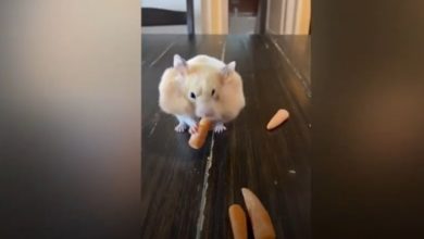 Un hamster se mete hasta 9 zanahorias en la boca