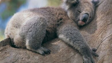 Koala dormido