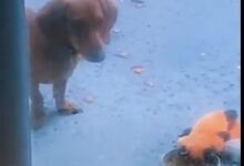 Un perro comparte su comida con su oso de peluche